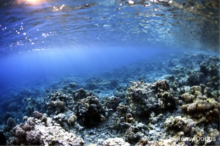 API CORAIL