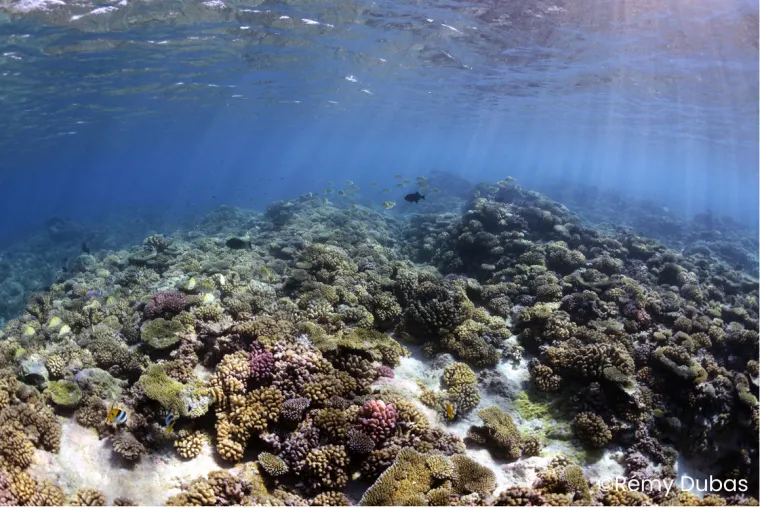 API CORAIL