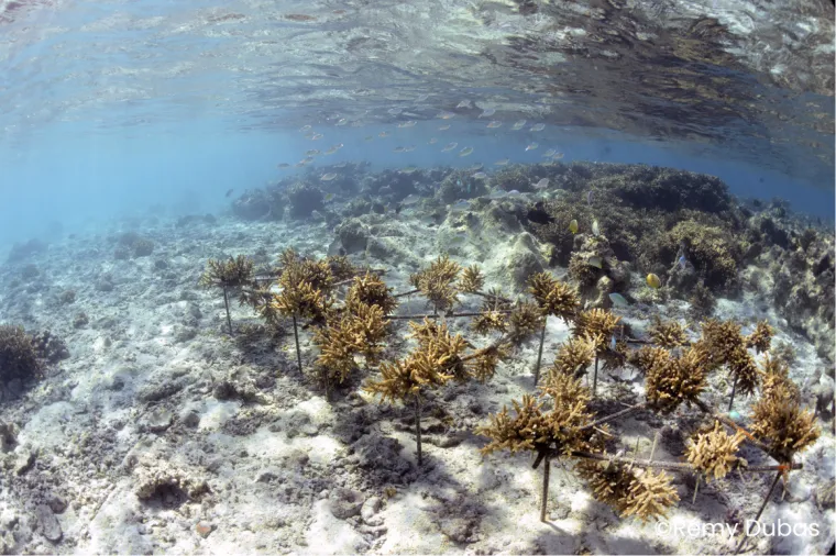 API CORAIL