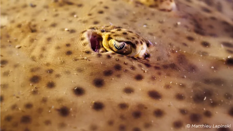 Je navigue&rsquo;RAIE - Laur&eacute;at AETHER 2025