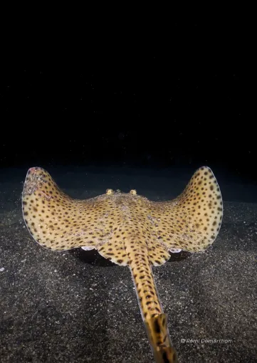 Je navigue&rsquo;RAIE - Laur&eacute;at AETHER 2025