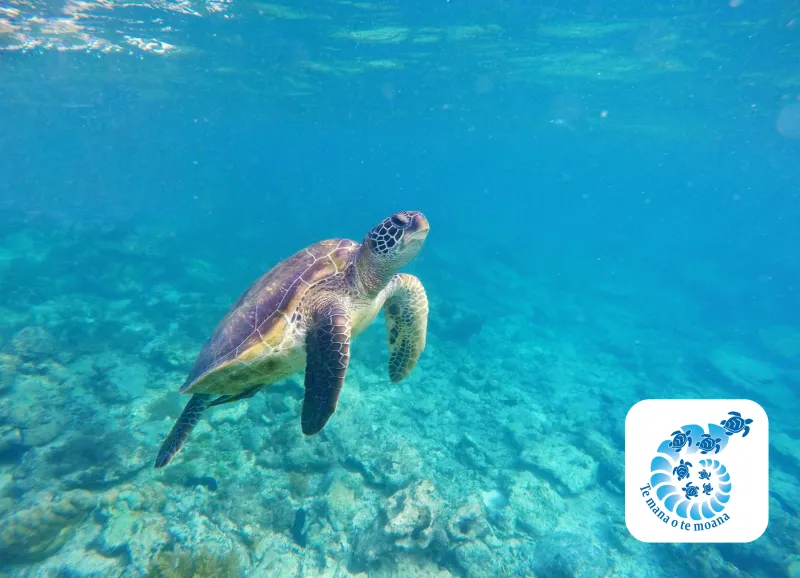 HONU ITI Te mana o te moana