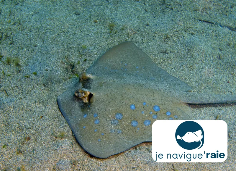  Je navigue&rsquo;RAIE
