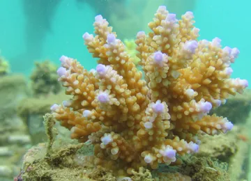 Th&egrave;se Gildas Todinanahary