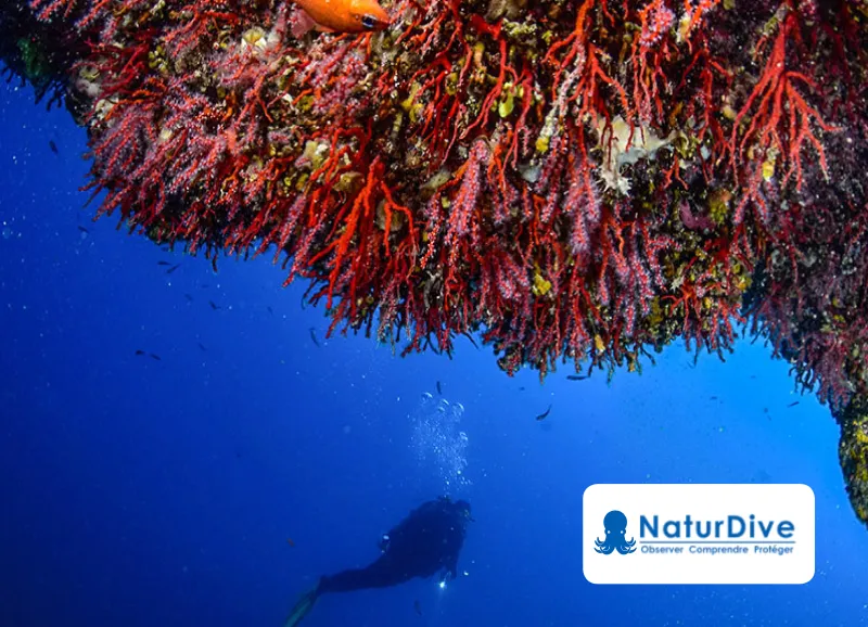 NaturDive