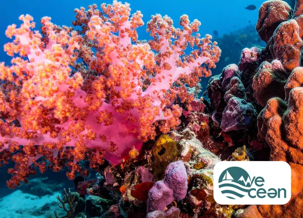 Vignette CANVA - API CORAIL WEOCEAN - Aether 2025-2026.png