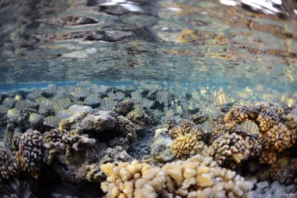 API CORAIL r&eacute;myu dubas Lagon Ahe &copy;RD2.jpg