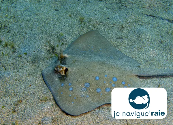  Je navigue&rsquo;RAIE