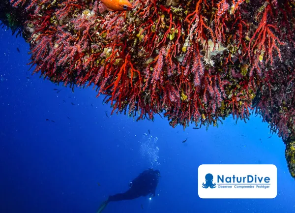 NaturDive