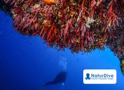NaturDive