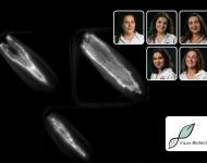 Vignette  inLux Biotech